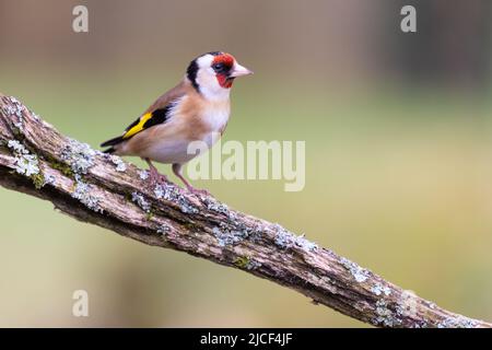 Goldfinch [ Carduelis carduelis ] auf Flechten-gedecktem Stick mit unfokussischem Hintergrund Stockfoto