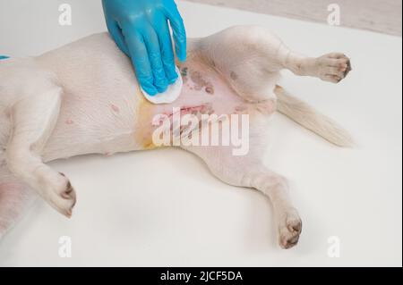 Der Tierarzt behandelt die Naht des Hundes nach einer chirurgischen Operation. Stockfoto