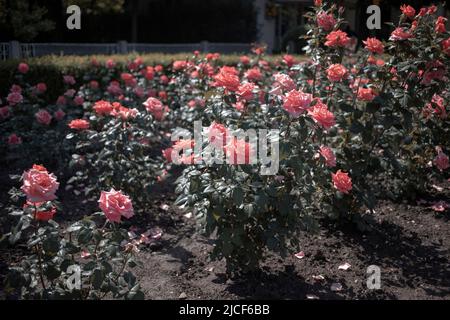 In einem Garten wachsen korallenrote Rosen Stockfoto