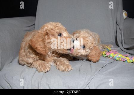 Sieben Wochen alte Puochon (Pudel & Bichon Mix) Welpen spielen auf einem Sessel Stockfoto