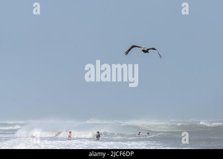 Ein brauner Pelikan, Pelecanus occidentalis, fliegt über Touristen in der Brandung auf South Padre Island, Texas. Stockfoto