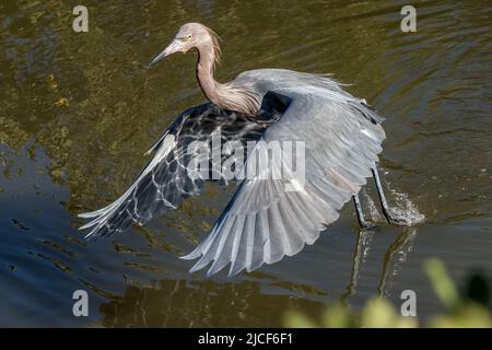 Ein rötlich gefärbter Reiher, Egretta rufescens, fliegt im South Padre Island Birding Center, Texas, in einem Sumpfgebiet. Stockfoto