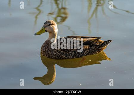 Ein gefleckter entendrake, Anas fulvigula, in den Feuchtgebieten des South Padre Island Birding Center in Texas. Stockfoto