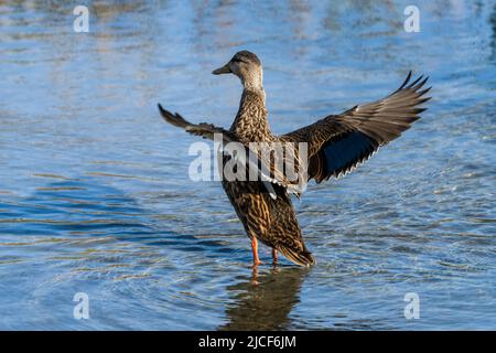 Ein gefleckter entendrake, Anas fulvigula, zieht seine Flügel in den Feuchtgebieten des South Padre Island Birding Center in Texas. Stockfoto