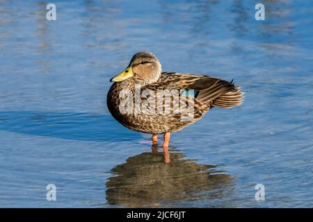 Ein gefleckter entendrake, Anas fulvigula, in den Feuchtgebieten des South Padre Island Birding Center in Texas. Stockfoto