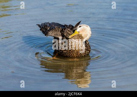 Ein gefleckter entendrake, Anas fulvigula, der in den Feuchtgebieten des South Padre Island Birding Center in Texas aufragt. Stockfoto