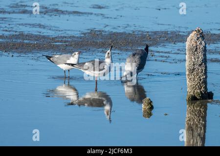 Drei Lachmöwen, Leucophaeus atricilla, trinken bei Ebbe aus der salzigen Laguna Madre. South Padre Island, Texas. Stockfoto