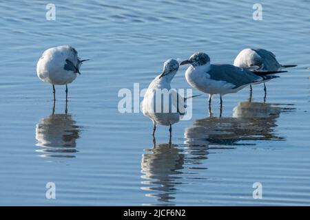 Lachende Möwen, Leucophaeus atricilla, die bei Ebbe in der flachen Laguna Madre aufgehen. South Padre Island, Texas. Stockfoto