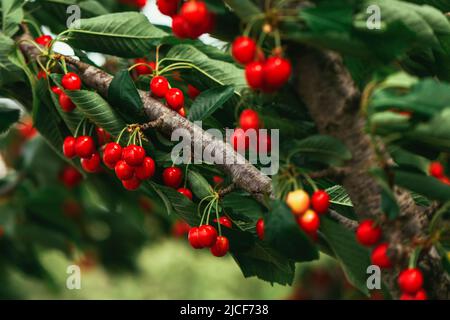 Süsse Kirsche (Prunus avium) Zweige voller reifer roter Früchte im Sommer, auch bekannt als gean oder Vogelkirsche Stockfoto