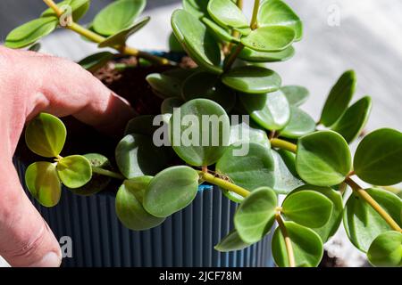 Peperomia tetraphylla, bekannt als Eichel oder vierblättrige peperomia, wird in einem blauen Topf im Innenbereich gepflanzt. Stockfoto