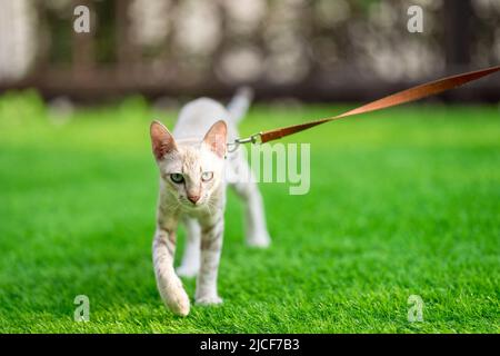 American Shorthair Katze mit grünen und blauen Augen wurde von ihrem Besitzer für einen smarten Spaziergang im grasbewachsenen Garten mit Kragen und Leine genommen. Stockfoto