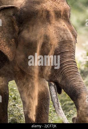 Sri-lankische Tusker und Elefanten in freier Wildbahn Stockfoto