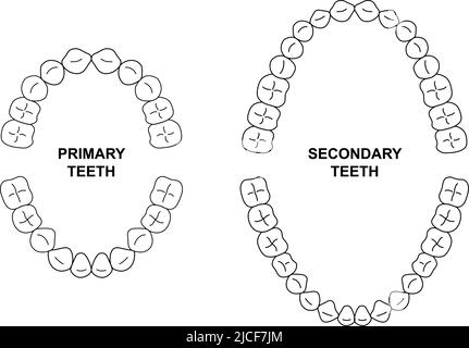 Sekundäre und primäre Zahnanatomie. Abbildung der Kiefer für Kinder und Erwachsene. Diagramm zur Ankunft der Zähne von Erwachsenen und Kindern. Sekundäre und primäre Zähne Silhouette Stock Vektor