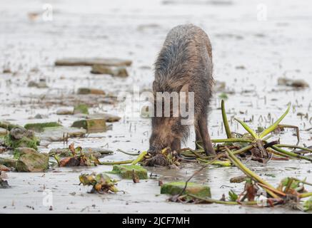 Wildschwein, auch als Wildschwein, gewöhnliches Wildschwein oder einfach nur Wildschwein bekannt. Stockfoto