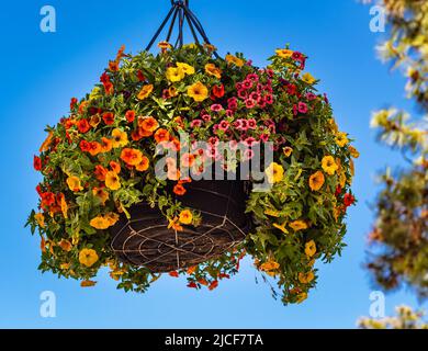 Körbe mit hängenden Petunia-Blumen auf dem Balkon. Petunia Blume in Zierpflanze. Straßenfoto, Niemand, selektiver Fokus Stockfoto