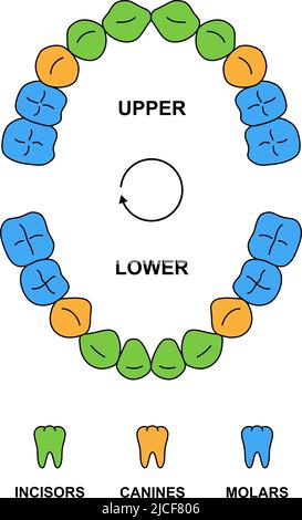 Anatomie der Kinderzähne mit Beschreibungen. Obere und untere Kieferteile des Kindes - Schneidezähne, Eckzähne und Backenzähne. Farbige Abbildung des Primärzahns Stock Vektor
