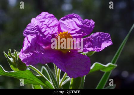 Graublättrige Zistrose (Cistus albidus), Mallorca Stockfoto