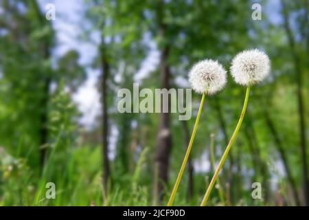 Zwei blühende Elendelionen mit weißen Puffkugeln, die nach dem Licht im Freien greifen. Stockfoto