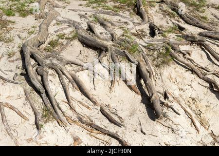 Große Baumwurzeln, die durch Bodenerosion an die Oberfläche kommen. Stockfoto