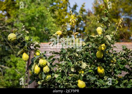 Gelbe Quitten auf einem Baum Stockfoto