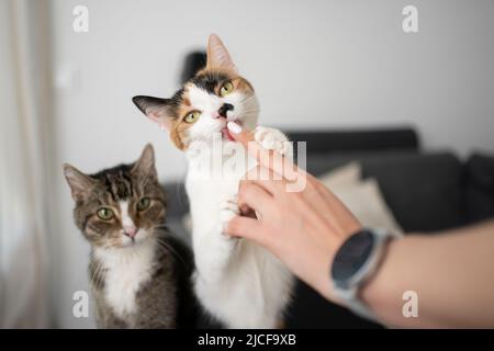 Zwei unterschiedlich aussehende Katzen nebeneinander. Eine Katze leckt den Finger der weiblichen Tierbesitzerin Stockfoto