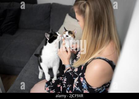 Katzenbesitzerin füttert zwei Katzen mit cremigen Snacks auf der Couch und lässt sie ihren Finger lecken Stockfoto