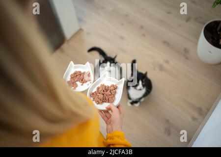 Aus der Sicht des Tierbesitzers, der zwei Futterschüsseln mit nassem Futter hält. Zwei hungrige Katzen sitzen auf dem Boden und warten auf den Blick Stockfoto