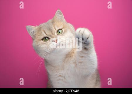 Verspielte britische Kurzhaarkatze hebt flauschige Pfote auf rosa Hintergrund Stockfoto