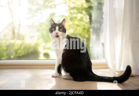 Katze sitzt auf dem Boden vor dem Fenster und schaut auf die Kamera Stockfoto