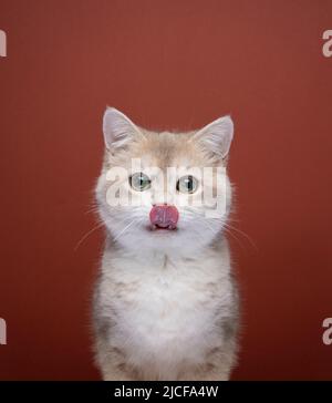 Nette britische Kurzhaarkatze leckt Lippen und schaut in die Kamera Stockfoto