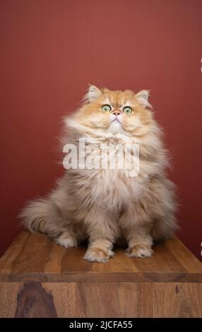 Flauschige britische Langhaarkatze, die überrascht oder irritisch auf die Kamera schaut Stockfoto