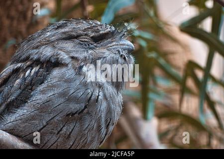 Ein kleiner kautz auf einem Baumstamm. Die Augen geschlossen und schlafen. Tierfoto eines Eulenvogels. Stockfoto