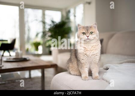 Flauschige britische Kurzhaarkatze sitzt auf dem Sofa im modernen Wohnzimmer Stockfoto
