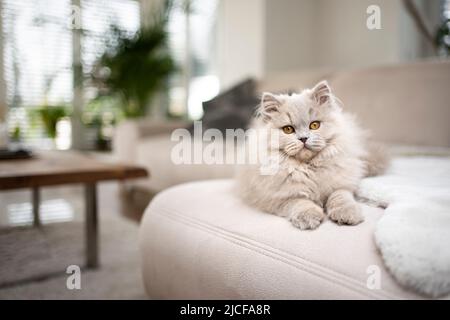 Flauschige Langhaarkatze, die auf dem Sofa auf der Vorderseite liegt und die Kamera anschaut Stockfoto