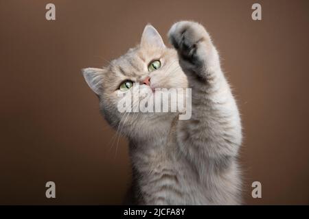 Verspielte grüne Augen flauschige britische Kurzhaarkatze Anhebung Pfote auf braunem Hintergrund Stockfoto