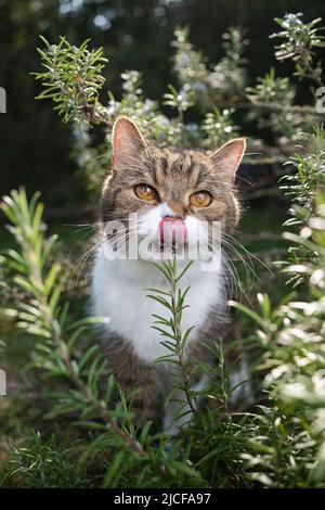 Nette Katze, die im Rosmarinbusch im Freien steht und Lippen leckt Stockfoto