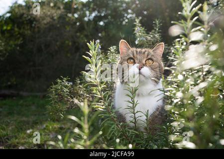 Nette Katze, die im Rosmarinbusch draußen steht und aufschaut Stockfoto