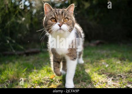 Tabby weiße Katze zu Fuß in Richtung Kamera auf Wiese im Hintergrund Stockfoto