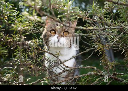 Nette Katze, die im Rosmarinbusch draußen steht Stockfoto