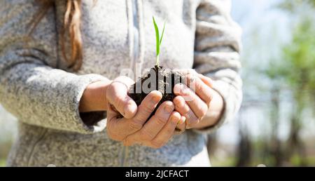 Eine Frau stellt eine Pflanze in den Frühling Stockfoto