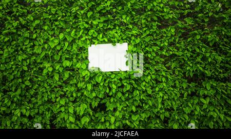 Weißes Blatt Papier vor grünen Blättern Stockfoto