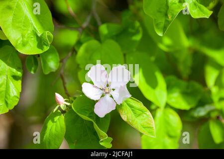 Quitte blüht im Frühjahr auf einem Quitte-Baum Stockfoto