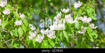 Quitte blüht im Frühjahr auf einem Quitte-Baum Stockfoto