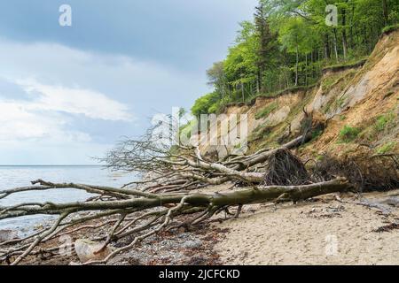 Deutschland, Schleswig-Holstein, Eckernförder Bucht, entwurzelter Baum, Abrisskante Stockfoto