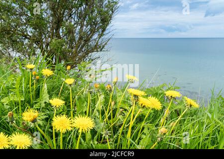 Deutschland, Schleswig-Holstein, Wanderweg zwischen Bülk und Schwedeneck, Doldenblüten Stockfoto