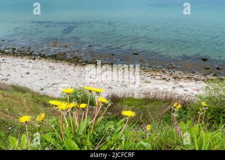 Deutschland, Schleswig-Holstein, Wanderweg zwischen Bülk und Schwedeneck, Doldenblüten Stockfoto