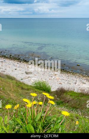 Deutschland, Schleswig-Holstein, Wanderweg zwischen Bülk und Schwedeneck, Doldenblüten Stockfoto