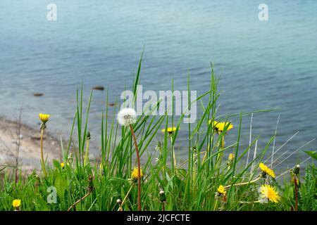 Deutschland, Schleswig-Holstein, Wanderweg zwischen Bülk und Schwedeneck, Doldenblüten Stockfoto