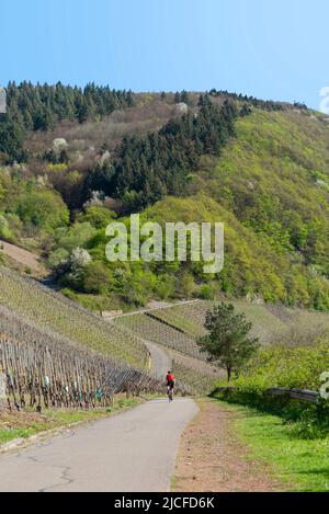 Weinberge und Moselradweg mit Radfahrern zwischen Detzem und Mehring bei sonnigem Wetter im April. Stockfoto