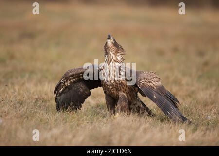 Seeadler (Haliaeetus albicilla) schreiend im territorialen Kampf, Polen Stockfoto